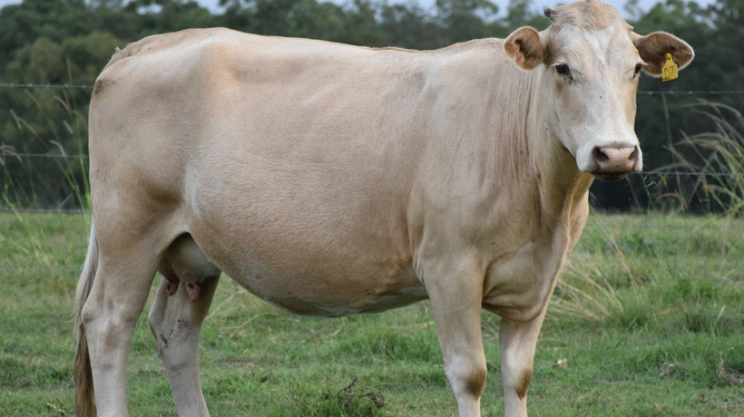 Even cows can raise money for kids’ cancer research 
